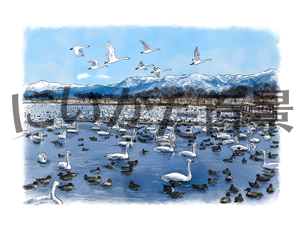 【K036】白鳥の渡来地 瓢湖