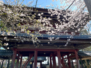 桜と山門