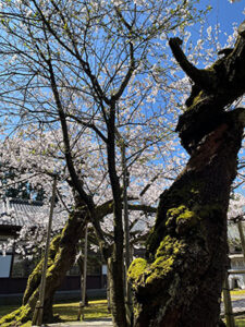 苔むした桜の古木